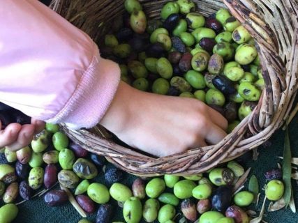 Λάδι … Ο θησαυρός της ελιάς