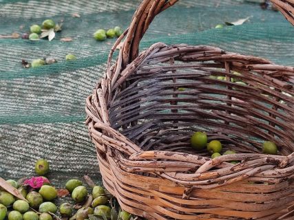 Λάδι … Ο θησαυρός της ελιάς