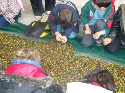 Λάδι … Ο θησαυρός της ελιάς