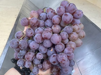 Το Οινοποιείο