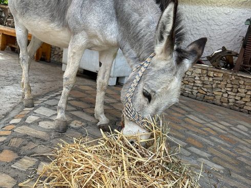 Σιτάρι …Το πιο γλυκό ψωμί
