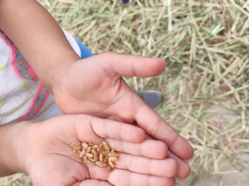 Σιτάρι …Το πιο γλυκό ψωμί