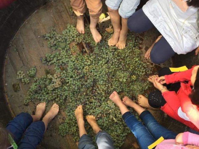 Σταφύλι … Ο δρόμος του κρασιού